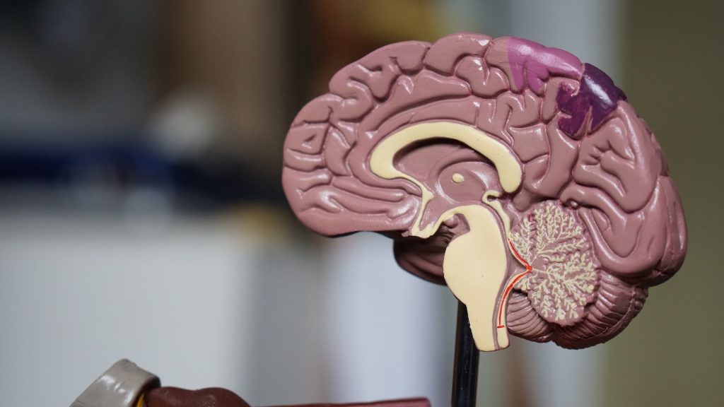 curiosidades do corpo humano cérebro